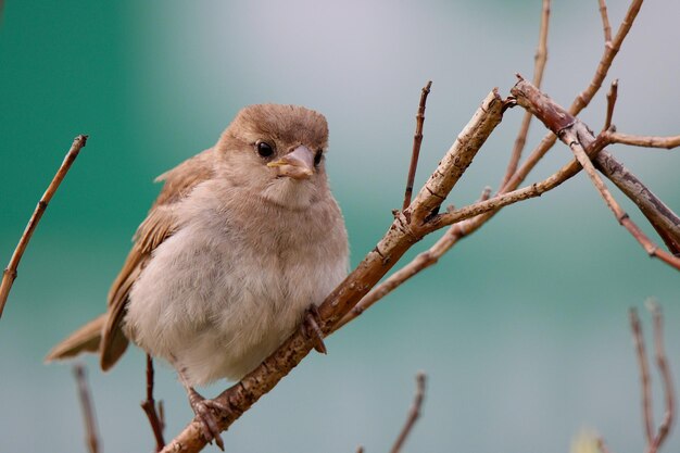 Closeup of a delicate sparrow bird feathered elegance in nature's embrace