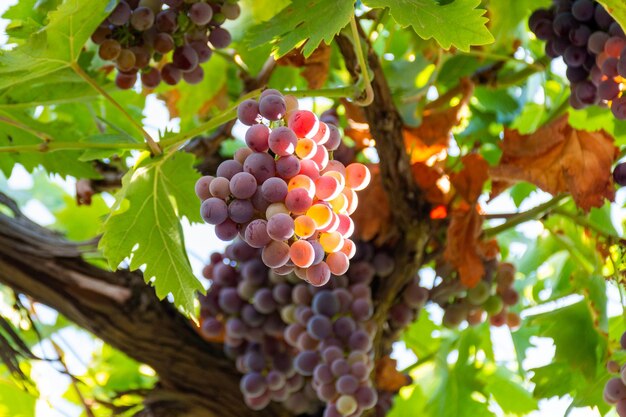 Foto primo piano di deliziose uve rosse mature appese alla vite