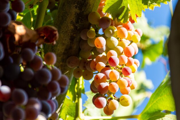 Foto primo piano di deliziose uve rosse mature appese alla vite