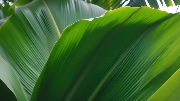 Closeup of dense large green tropical leaves in rainforest Abstract greenery nature background