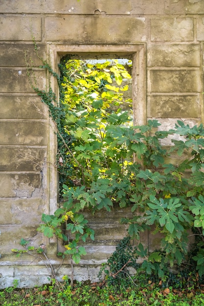 Primo piano di vecchia casa vuota abbandonata malandata distrutta e pianta verde selvaggia che cresce attraverso la finestra senza vetro.