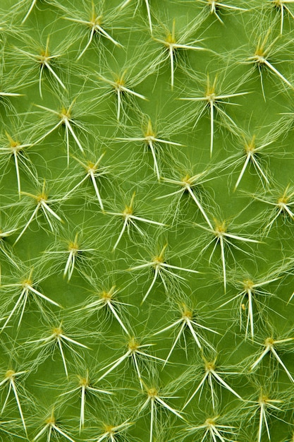 Closeup detail of the cactus