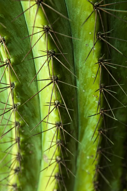 Closeup detail of the cactus