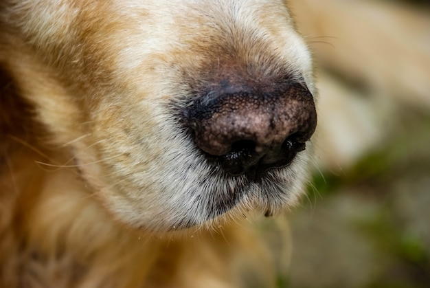 Primo piano dettaglio del simpatico cane naso