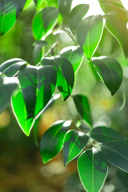 Closeup detail of green leaves of a tree