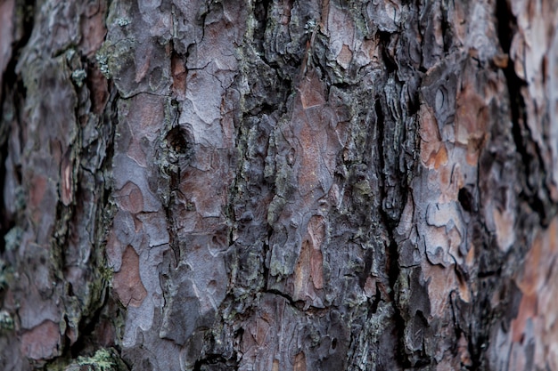 Closeup detail of the old tree trunk