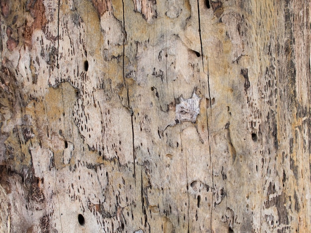 Photo closeup detail of textured bark old wooden cracked