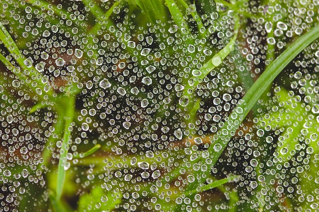 Closeup of dew droplets on the spider web