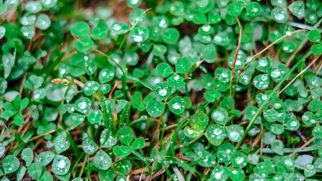 Photo closeup of dew on the grass in rainy weather