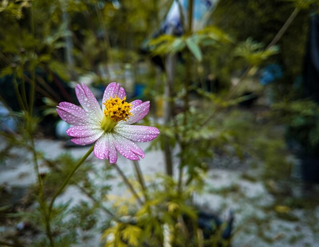 Foto rugiada del primo piano su una foglia di fiore rosa