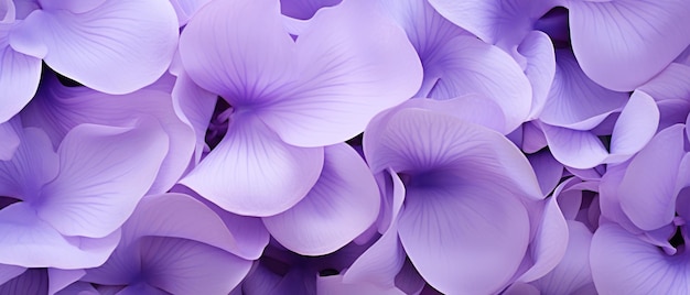 Клоуз-ап окрашенных в росу фиолетовых цветов, изображающих нежную красоту природы в полном цвете.