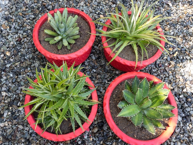 別のリュウゼツランと dyckia の鉢植えのクローズ アップ