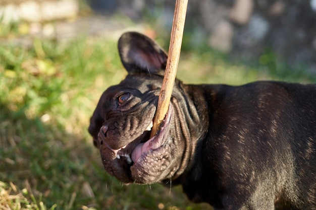 Крупный план собаки французского бульдога, кусающей палку в саду