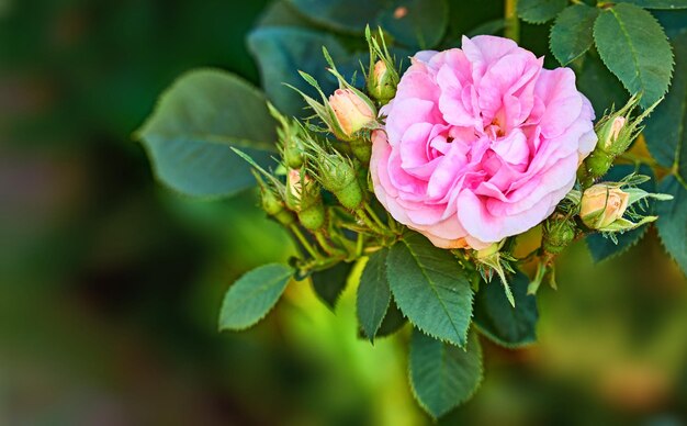 コピースペースとボケのある枝の犬バラの花のクローズアップ晴れた日に香りのよい花で咲く新芽の花自然と調和した柔らかい花びらを持つピンクのバラのマクロの詳細