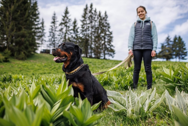 首輪と鎖を持つロットワイラーの犬のクローズアップは、山の植生のある牧草地で彼の未知の愛人の近くに座っています