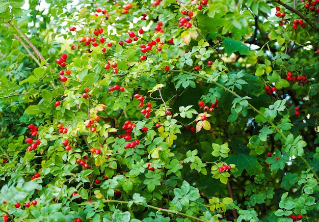 Primo piano delle bacche di rosa canina rosa canina selvatica in natura