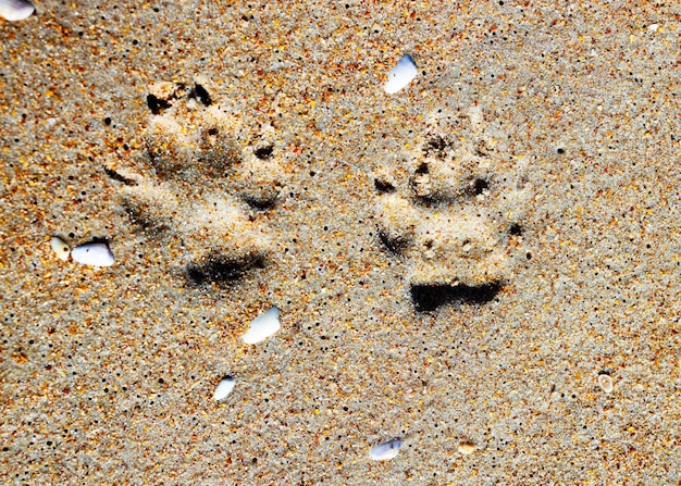 Photo closeup of a dogs paw prints in sand