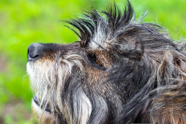 Closeup of a dogs shaggy muzzle side portrait of an animal