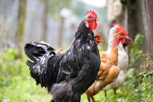 Closeup of domestic chicken feeding on traditional rural barnyard.