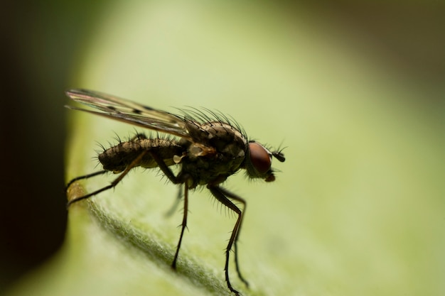 Closeup of a domestic fly, beautiful ligth, green diffocused background.