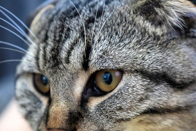 Photo closeup of a domestic shorthaired cat with yellow eyes