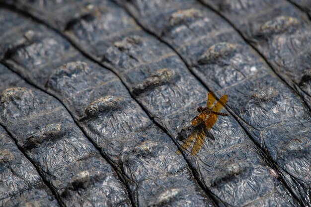 Photo closeup of a dragonfly on crocodile