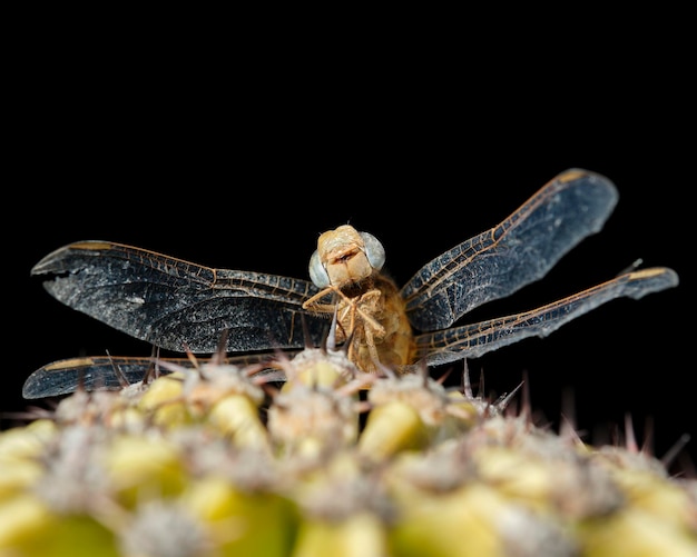 Closeup of a dragonfly perched on a cactus