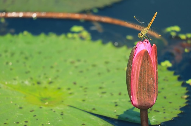 ピンクの蓮の花のつぼみの上で休んでいるトンボのクローズ アップ