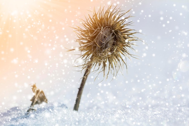 Closeup of dried black withered strange barbed herb plant weed covered with snow and frost in winter cold empty field on bright blurred colorful snowflakes blue sunny outdoors copy space background