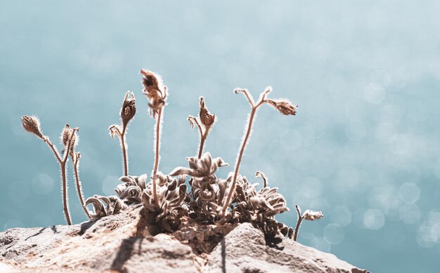 Foto primo piano di un cespuglio essiccato su una roccia contro un cielo blu con un bellissimo bokeh