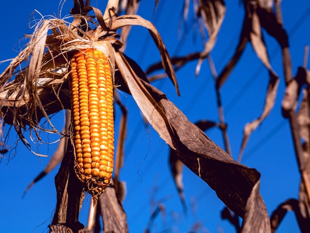 Photo closeup of dried corn cobs in corn fielddry corn on corn plant