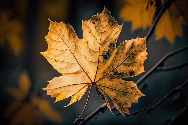 A closeup of a dried golden maple leaf hanging on a branch in the woods