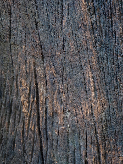 Struttura secca primo piano della corteccia di marrone scuro.