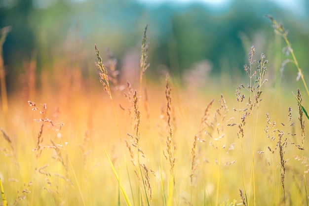 Closeup dry autumn grass in sunset sunrise nature. Peaceful nature, bright delicate foliage