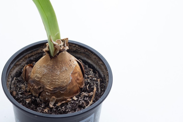 Primo piano bulbi secchi di amaryllis o hippeastrum prima della conservazione invernale su sfondo bianco