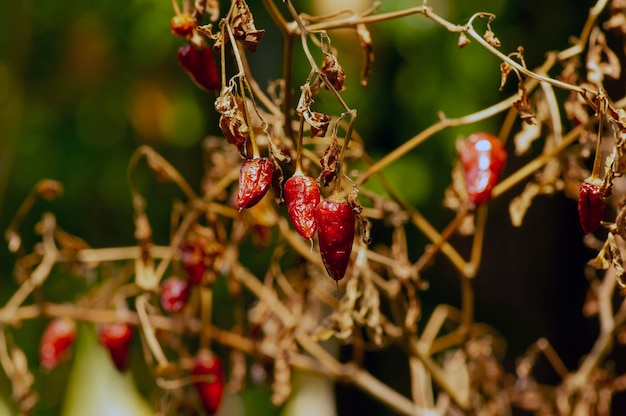 Closeup of dry chilli plants selective focus