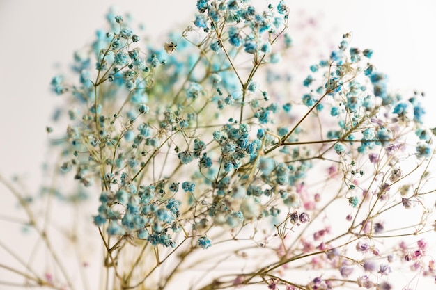 Closeup of dry rainbow pastel Gypsophila paniculata. shot in shallow depth of field.