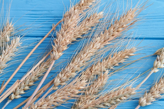 Closeup dry spikelets ears on blue wooden desk