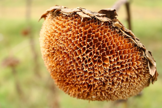 closeup of dry sunflower
