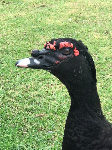 Closeup of duck Cairina moschata domestica