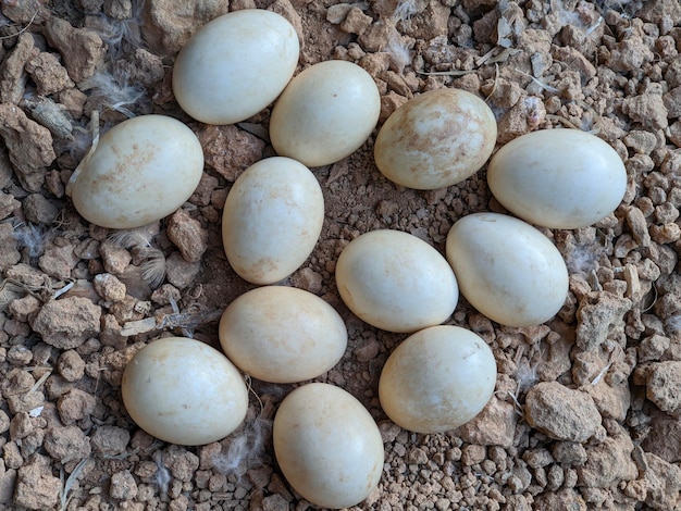 Closeup of duck eggs on the ground