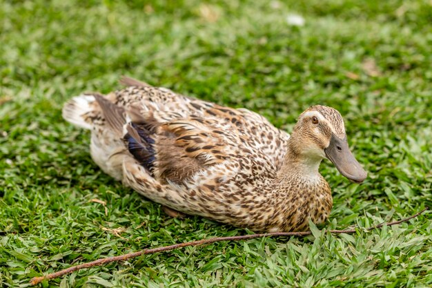 Closeup on a duck on the farm