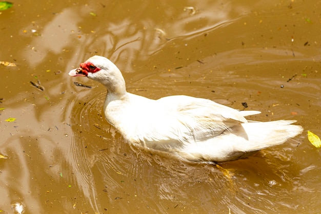 Photo closeup on a duck on the farm