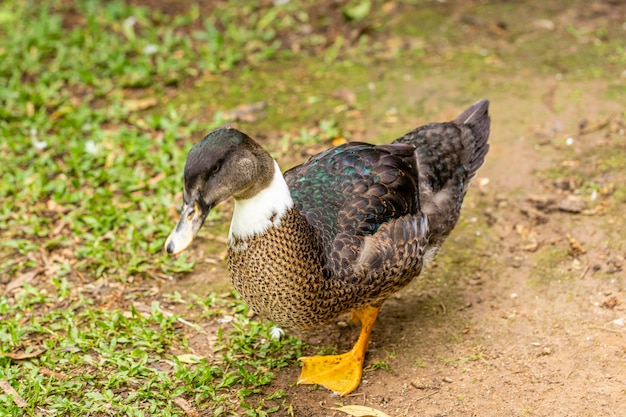 Closeup on a duck on the farm.