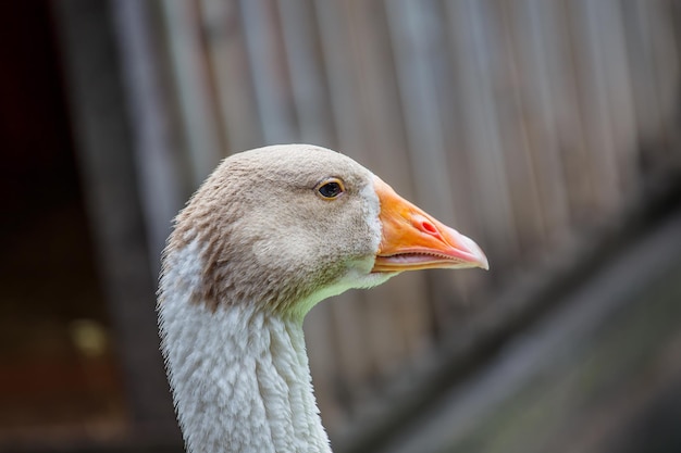 Closeup duck head portrait