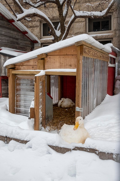 Closeup of a duck in the snowy outdoors in front of duck house