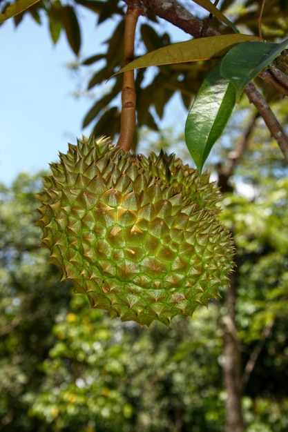 Closeup on durian hanging from the tree