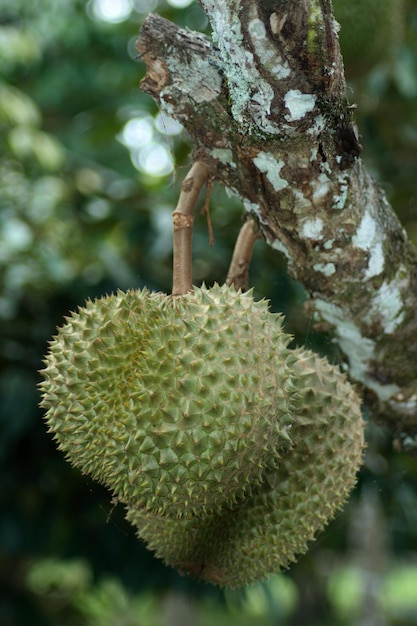 Closeup on durians hanging from the tree