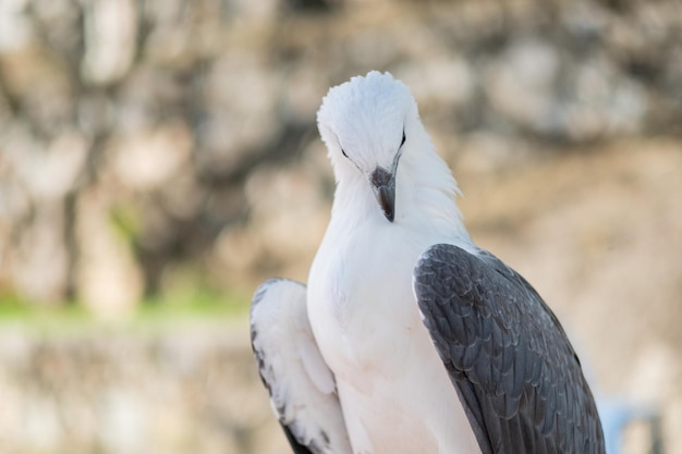 Closeup eagle with blur background