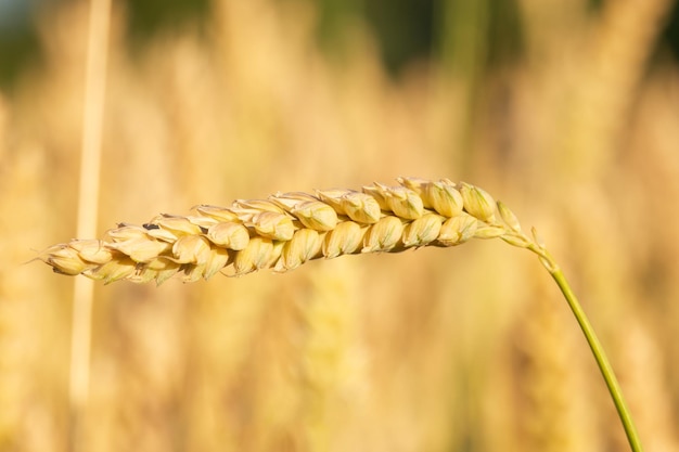 closeup of an ear of wheat in the field